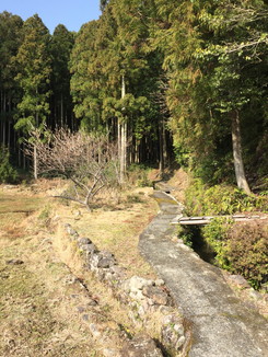 熊野古道　山道に入っていく！