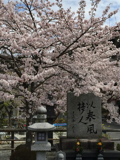 壺坂寺入口付近の桜