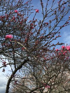 石舞台古墳公園　この桜の開花はこれから