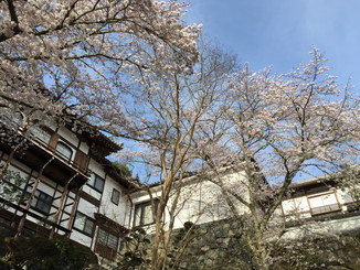 岡寺の桜