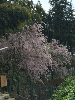 玉鬘庵跡の桜