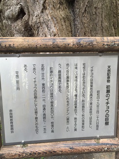 天然記念物　初瀬のイチョウの巨樹