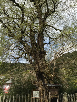 天然記念物　初瀬のイチョウの巨樹