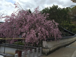 昭和寮の桜