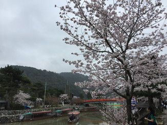 あじろぎの道より、桜と宇治川に架かる喜撰橋を望む