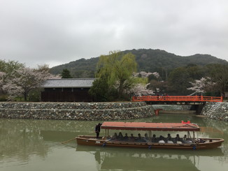 あじろぎの道より、桜と宇治川の観光船